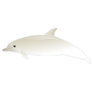 Albino Dolphin